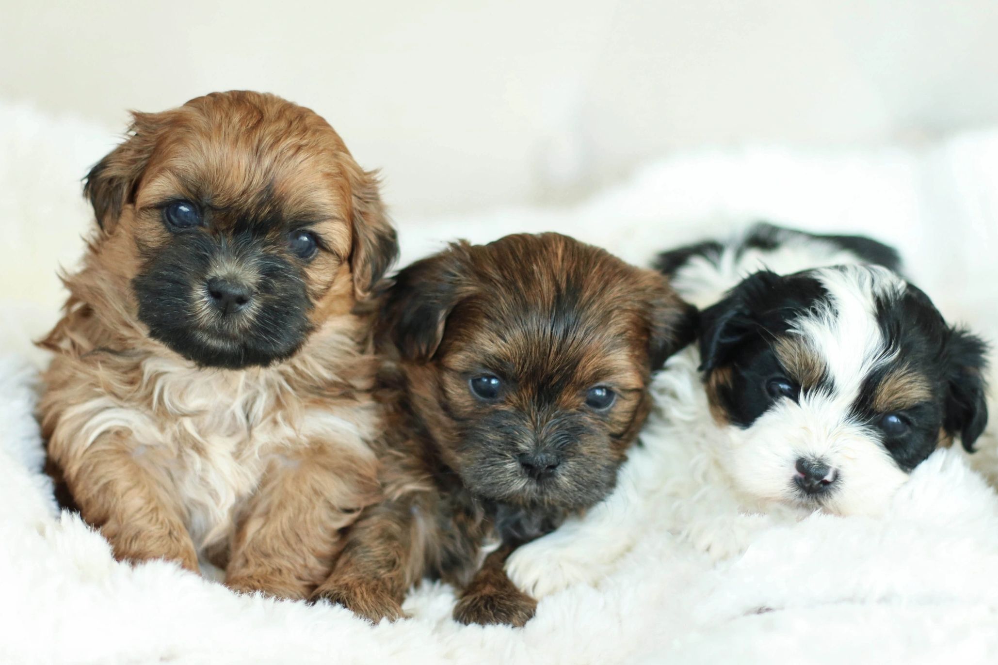 red teddy bear puppies